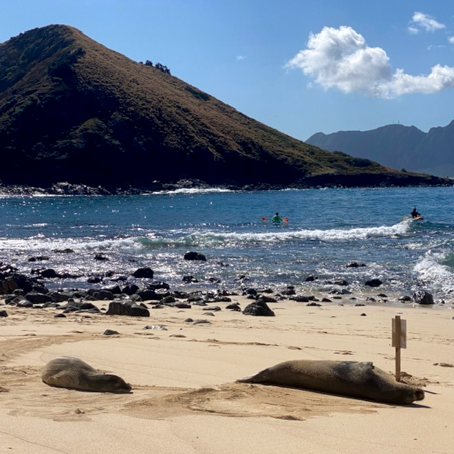 Seal and surfers at Mokulua Nui